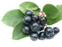 Compote of black rowan - benefits and harms Compote of black rowan with mint