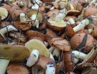 How to cook boletus: recipes for cooking mushrooms